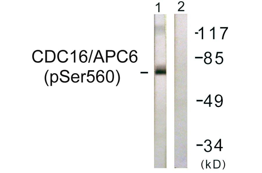 Western Blot - Anti-CDC16 (phospho Ser560) Antibody (A1027) - Antibodies.com