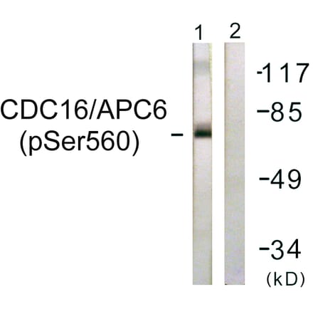 Western Blot - Anti-CDC16 (phospho Ser560) Antibody (A1027) - Antibodies.com