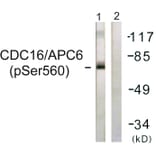 Western Blot - Anti-CDC16 (phospho Ser560) Antibody (A1027) - Antibodies.com