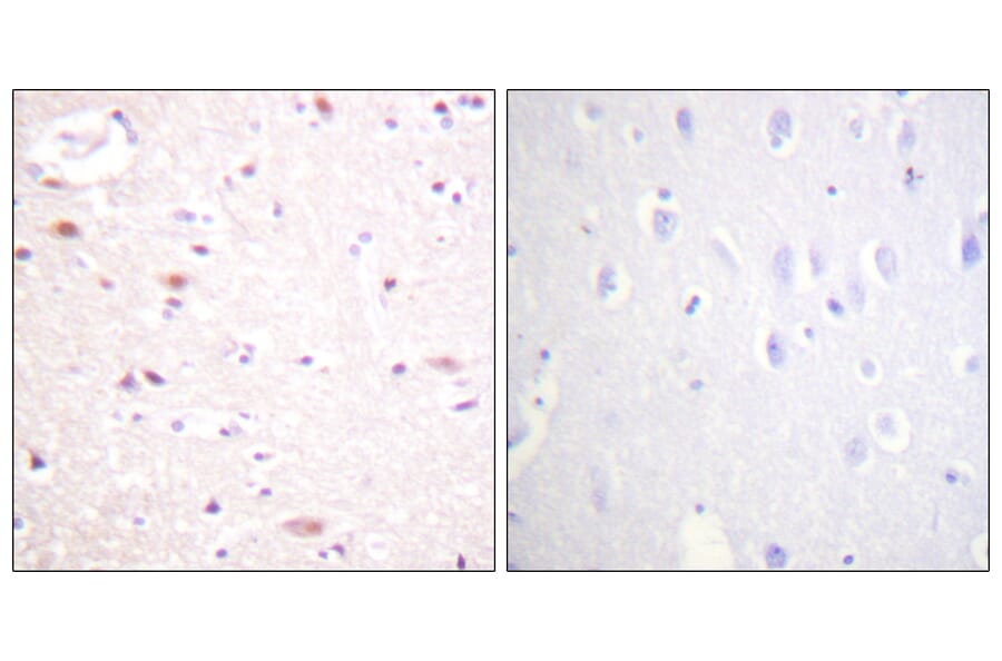 Immunohistochemistry - Anti-CDC16 (phospho Ser560) Antibody (A1027) - Antibodies.com