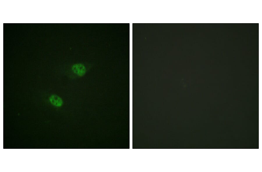 Immunofluorescence - Anti-CDC16 (phospho Ser560) Antibody (A1027) - Antibodies.com