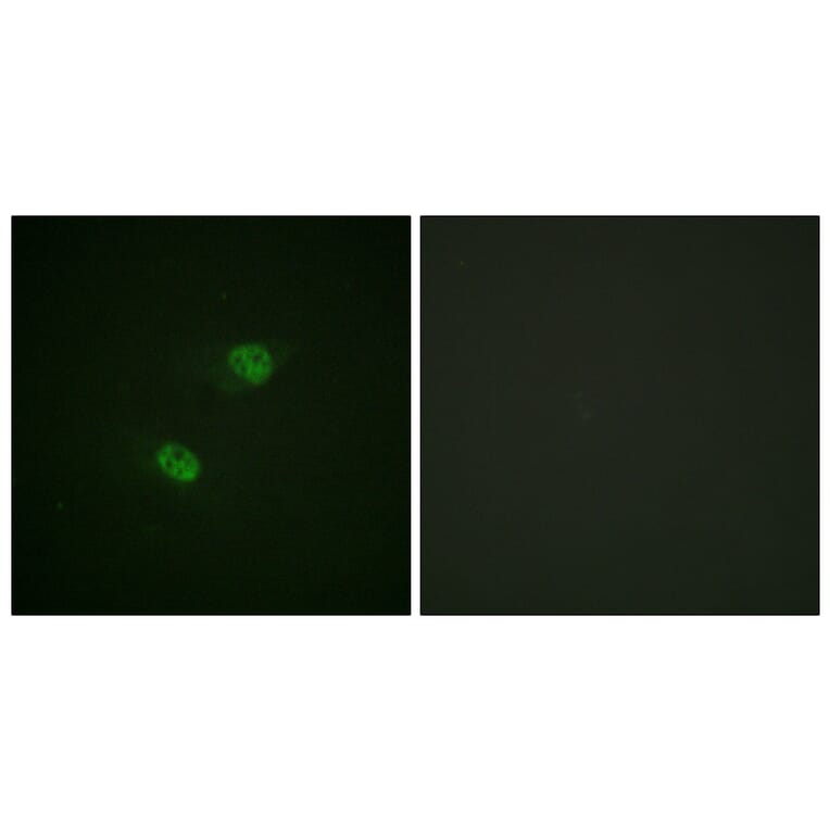 Immunofluorescence - Anti-CDC16 (phospho Ser560) Antibody (A1027) - Antibodies.com