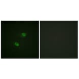 Immunofluorescence - Anti-CDC16 (phospho Ser560) Antibody (A1027) - Antibodies.com