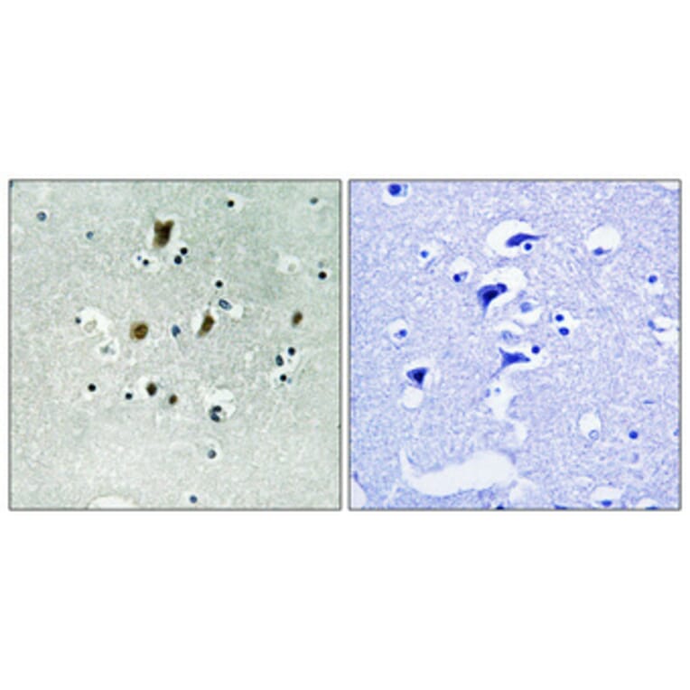 Immunohistochemistry - Anti-CDC16 (phospho Ser560) Antibody (A1027) - Antibodies.com