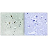 Immunohistochemistry - Anti-CDC16 (phospho Ser560) Antibody (A1027) - Antibodies.com