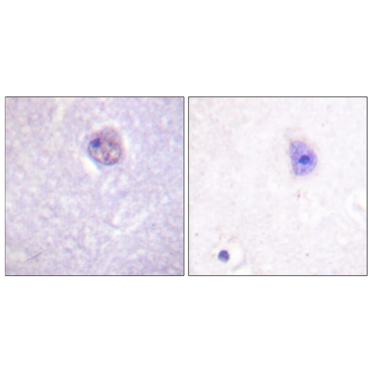 Immunohistochemistry - Anti-SOX-9 (phospho Ser181) Antibody (A0576) - Antibodies.com