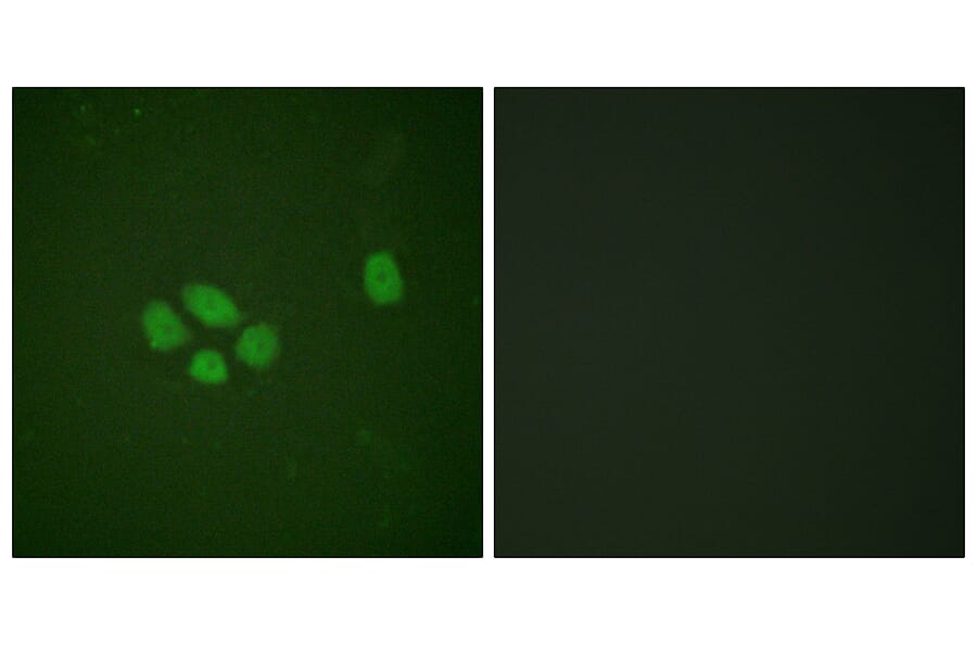 Immunofluorescence - Anti-SOX-9 (phospho Ser181) Antibody (A0576) - Antibodies.com