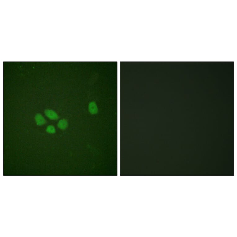 Immunofluorescence - Anti-SOX-9 (phospho Ser181) Antibody (A0576) - Antibodies.com