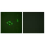 Immunofluorescence - Anti-SOX-9 (phospho Ser181) Antibody (A0576) - Antibodies.com