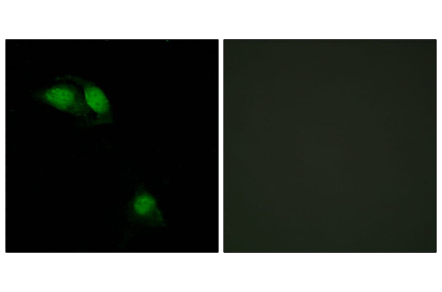 Immunofluorescence - Anti-IRS-1 (phospho Ser312) Antibody (A7121) - Antibodies.com