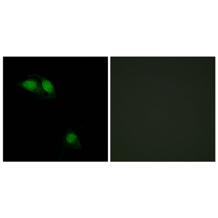 Immunofluorescence - Anti-IRS-1 (phospho Ser312) Antibody (A7121) - Antibodies.com