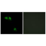 Immunofluorescence - Anti-IRS-1 (phospho Ser312) Antibody (A7121) - Antibodies.com