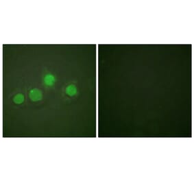 Immunofluorescence - Anti-GATA4 (phospho Ser262) Antibody (A0934) - Antibodies.com