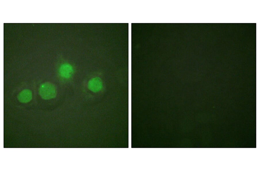 Immunofluorescence - Anti-GATA4 (phospho Ser262) Antibody (A0934) - Antibodies.com