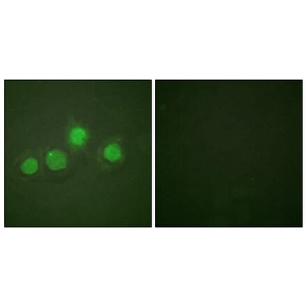 Immunofluorescence - Anti-GATA4 (phospho Ser262) Antibody (A0934) - Antibodies.com