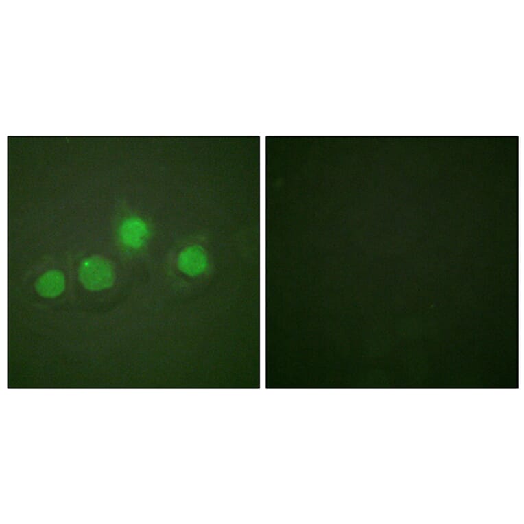 Immunofluorescence - Anti-GATA4 (phospho Ser262) Antibody (A0934) - Antibodies.com
