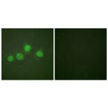 Immunofluorescence - Anti-GATA4 (phospho Ser262) Antibody (A0934) - Antibodies.com