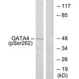 Western Blot - Anti-GATA4 (phospho Ser262) Antibody (A0934) - Antibodies.com