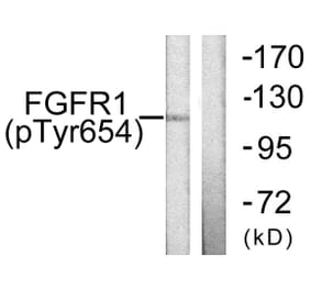 Western Blot - Anti-FGFR1 (phospho Tyr654) Antibody (A0481) - Antibodies.com