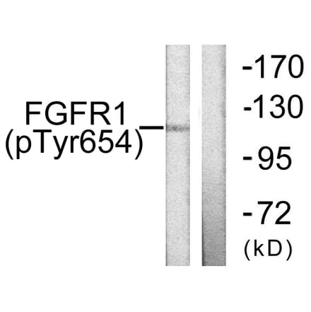 Western Blot - Anti-FGFR1 (phospho Tyr654) Antibody (A0481) - Antibodies.com