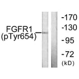 Western Blot - Anti-FGFR1 (phospho Tyr654) Antibody (A0481) - Antibodies.com