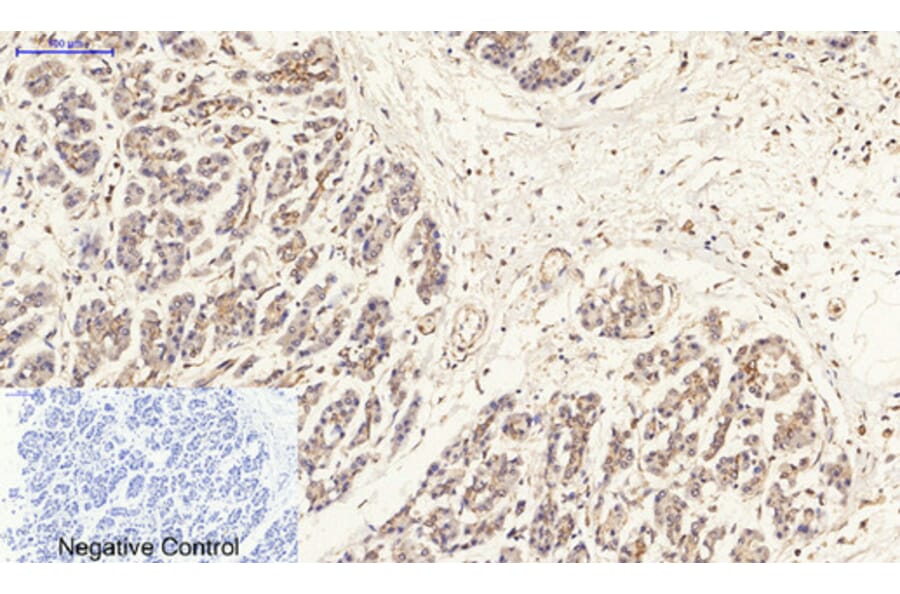 Immunohistochemistry - Anti-Estrogen Receptor-beta Antibody (B0922) - Antibodies.com