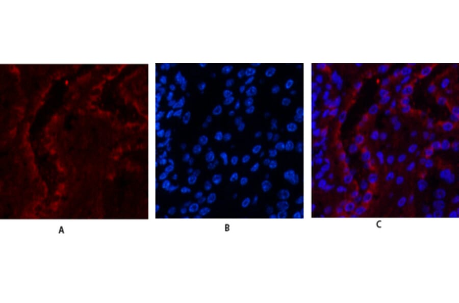 Immunofluorescence - Anti-Estrogen Receptor-beta Antibody (B0922) - Antibodies.com