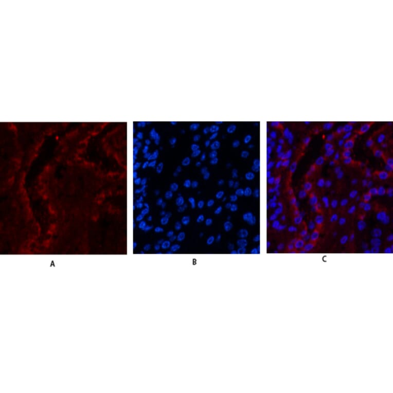 Immunofluorescence - Anti-Estrogen Receptor-beta Antibody (B0922) - Antibodies.com