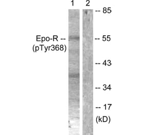 Western Blot - Anti-Epo-R (phospho Tyr368) Antibody (A0917) - Antibodies.com