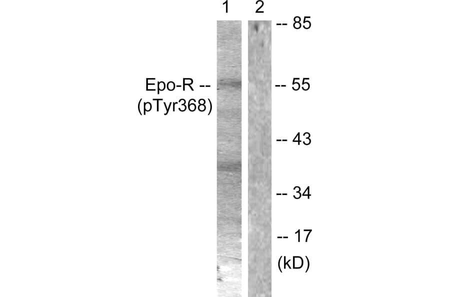 Western Blot - Anti-Epo-R (phospho Tyr368) Antibody (A0917) - Antibodies.com
