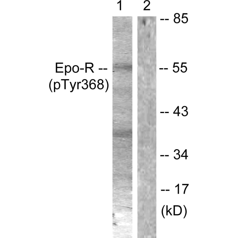 Western Blot - Anti-Epo-R (phospho Tyr368) Antibody (A0917) - Antibodies.com