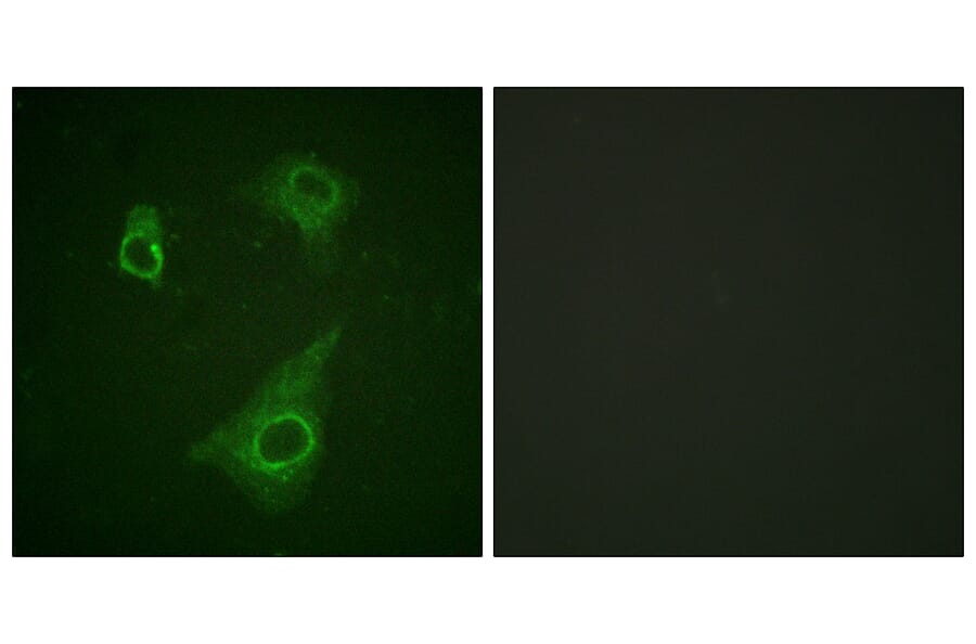 Immunofluorescence - Anti-Epo-R (phospho Tyr368) Antibody (A0917) - Antibodies.com
