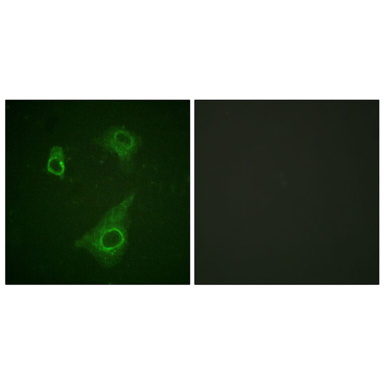 Immunofluorescence - Anti-Epo-R (phospho Tyr368) Antibody (A0917) - Antibodies.com
