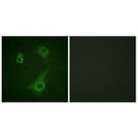 Immunofluorescence - Anti-Epo-R (phospho Tyr368) Antibody (A0917) - Antibodies.com