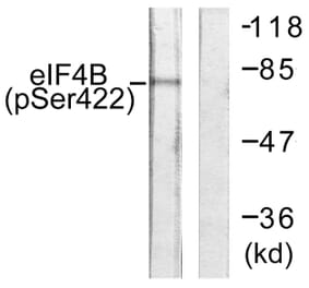 Western Blot - Anti-eIF4B (phospho Ser422) Antibody (A0641) - Antibodies.com