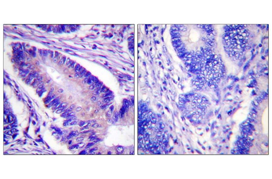 Immunohistochemistry - Anti-eIF4B (phospho Ser422) Antibody (A0641) - Antibodies.com
