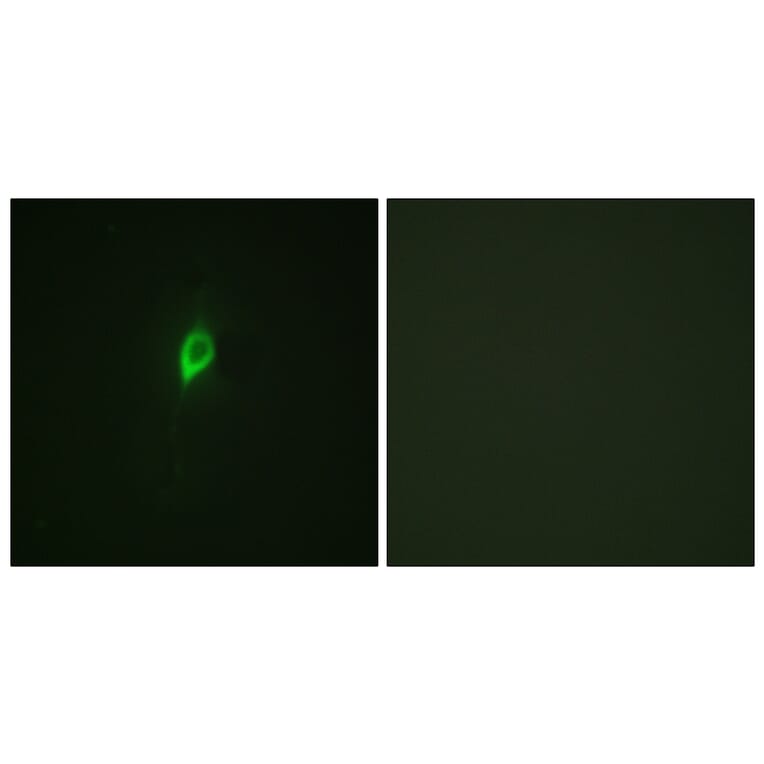 Immunofluorescence - Anti-eIF4B (phospho Ser422) Antibody (A0641) - Antibodies.com