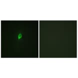 Immunofluorescence - Anti-eIF4B (phospho Ser422) Antibody (A0641) - Antibodies.com