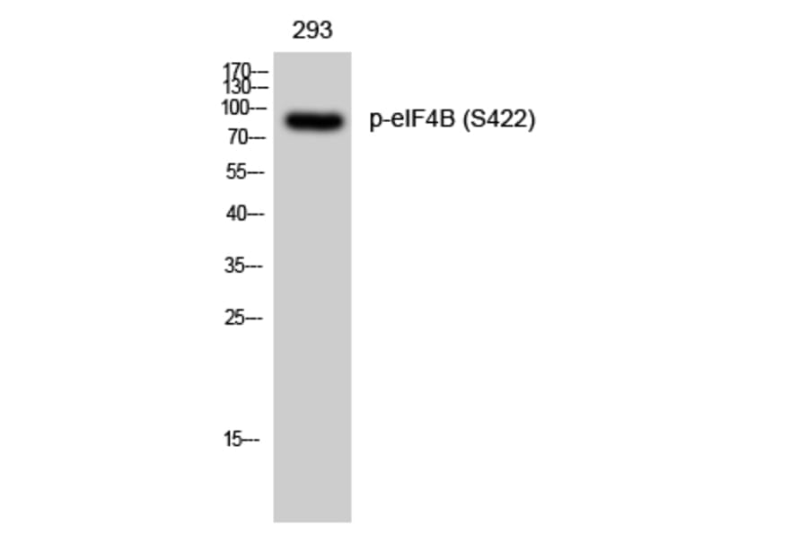 Western Blot - Anti-eIF4B (phospho Ser422) Antibody (A0641) - Antibodies.com