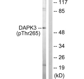 Western Blot - Anti-DAPK3 (phospho Thr265) Antibody (A0900) - Antibodies.com