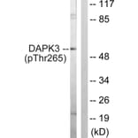 Western Blot - Anti-DAPK3 (phospho Thr265) Antibody (A0900) - Antibodies.com