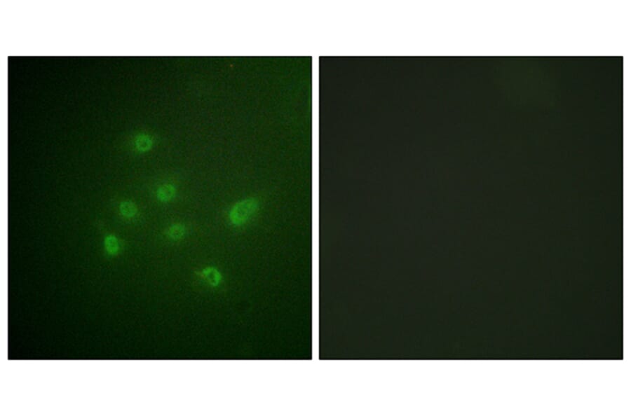 Immunofluorescence - Anti-DAPK3 (phospho Thr265) Antibody (A0900) - Antibodies.com