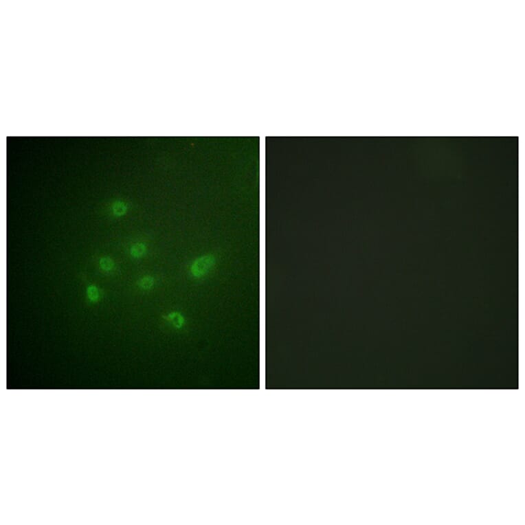 Immunofluorescence - Anti-DAPK3 (phospho Thr265) Antibody (A0900) - Antibodies.com