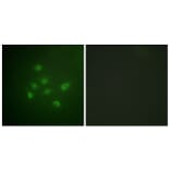 Immunofluorescence - Anti-DAPK3 (phospho Thr265) Antibody (A0900) - Antibodies.com