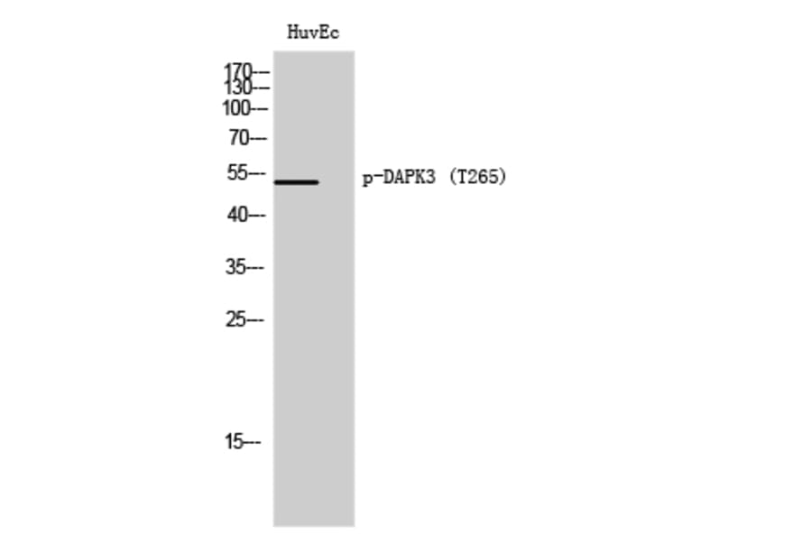Western Blot - Anti-DAPK3 (phospho Thr265) Antibody (A0900) - Antibodies.com