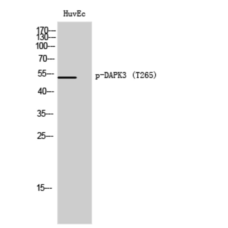 Western Blot - Anti-DAPK3 (phospho Thr265) Antibody (A0900) - Antibodies.com