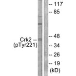 Western Blot - Anti-CrkII (phospho Tyr221) Antibody (A0066) - Antibodies.com