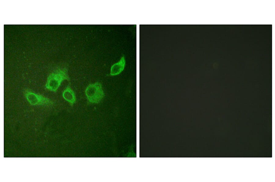 Immunofluorescence - Anti-CrkII (phospho Tyr221) Antibody (A0066) - Antibodies.com