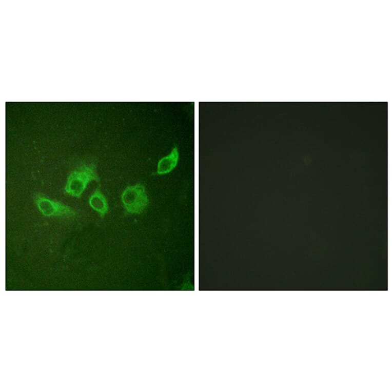 Immunofluorescence - Anti-CrkII (phospho Tyr221) Antibody (A0066) - Antibodies.com
