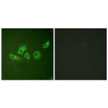 Immunofluorescence - Anti-CrkII (phospho Tyr221) Antibody (A0066) - Antibodies.com